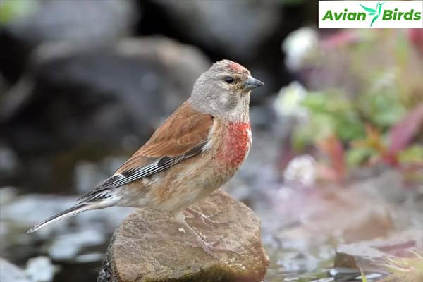 linnet Habitat and Distribution 