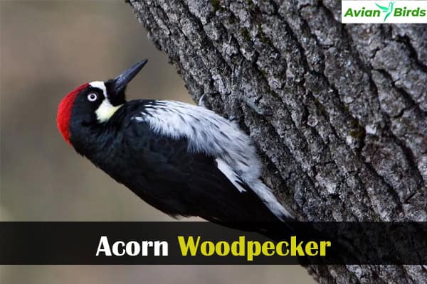 Acorn Woodpecker