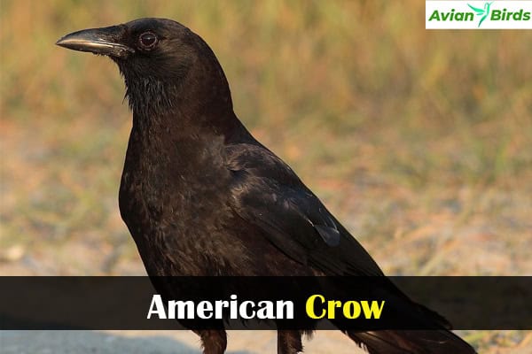 American Crow