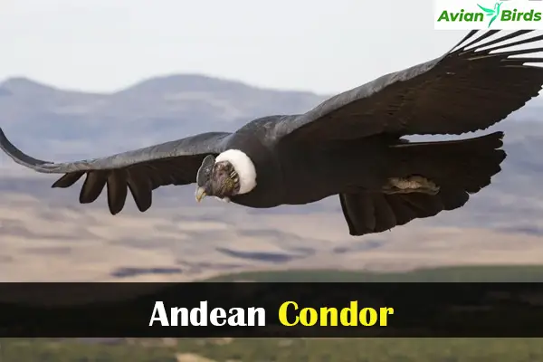 Andean Condor