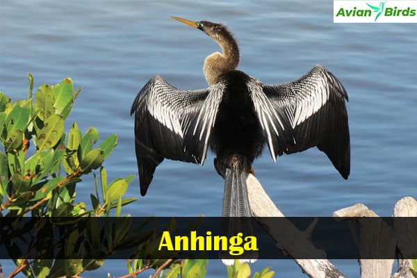 Anhinga