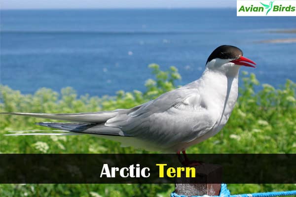 Arctic Tern