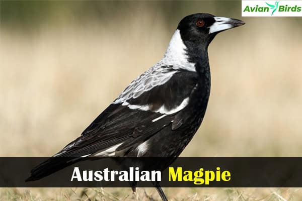 Australian Magpie