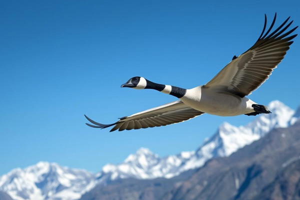 Bar-Headed Goose