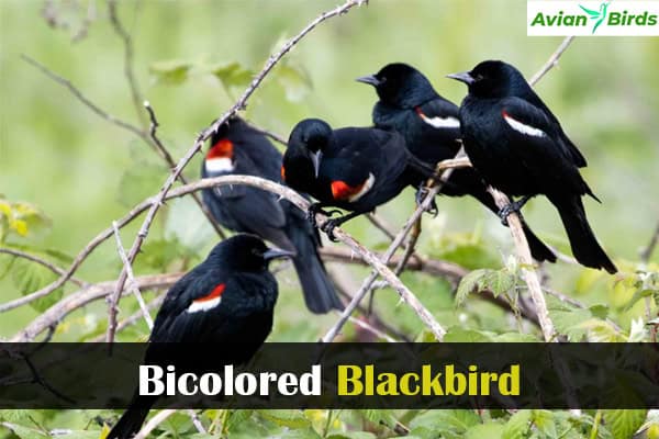 Bicolored Blackbird