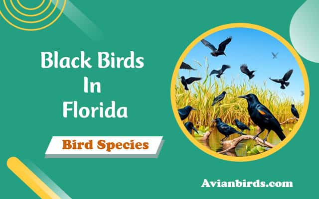 Black Birds In Florida