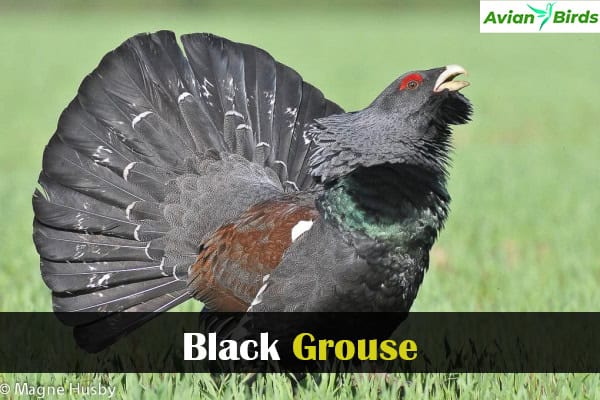 Black Grouse