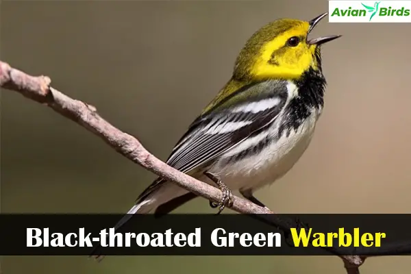 Black-throated Green Warbler