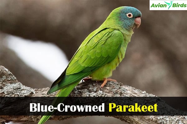 Blue-Crowned Parakeet