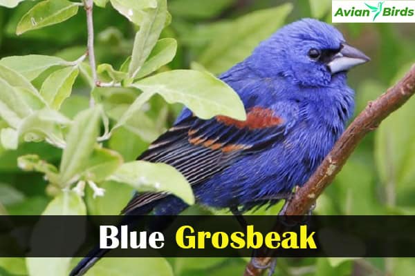 Blue Grosbeak