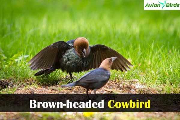 Brown-headed Cowbird