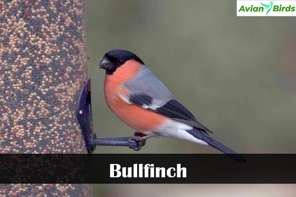 Bullfinch