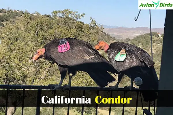 California Condor