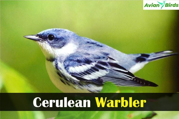 Cerulean Warbler