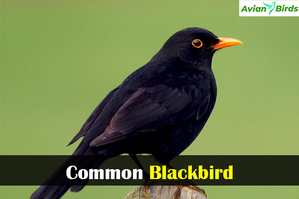 Common Blackbird