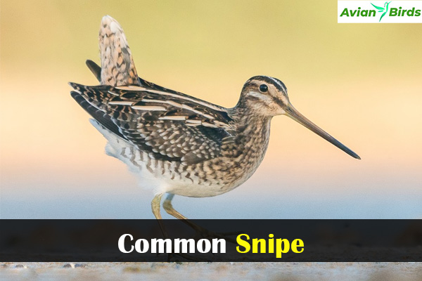 Common Snipe