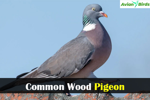 Common Wood Pigeon