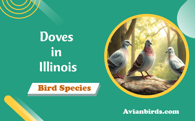 5 Types of Doves in Illinois (With Pictures)