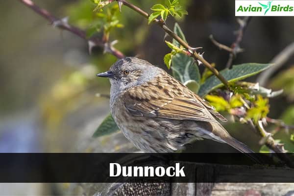 Dunnock