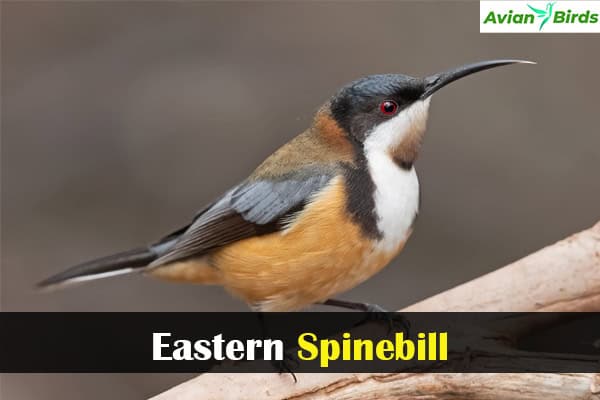 Eastern Spinebill