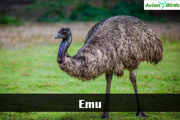 Emu