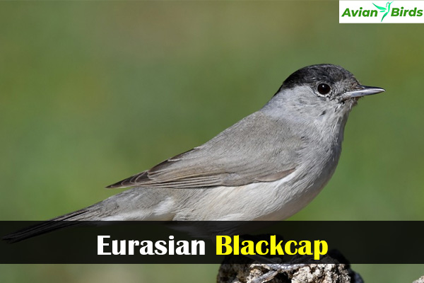 Eurasian Blackcap