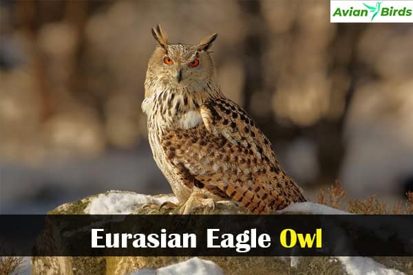 Eurasian Eagle Owl