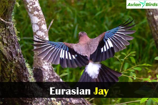 Eurasian Jay