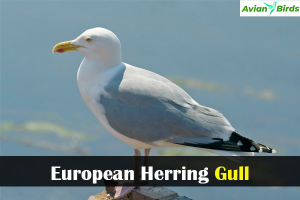 European Herring Gull