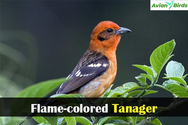 Flame-colored Tanager