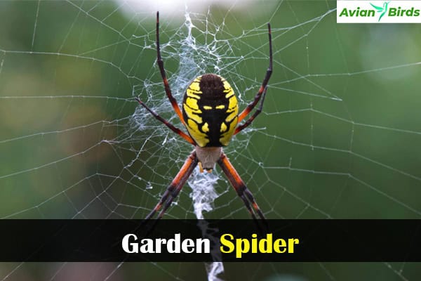 Garden Spider