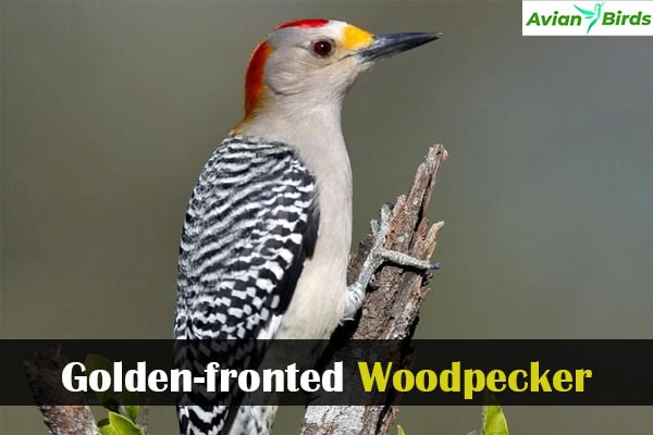 Golden-fronted Woodpecker