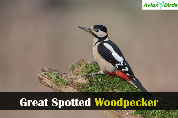 Great Spotted Woodpecker