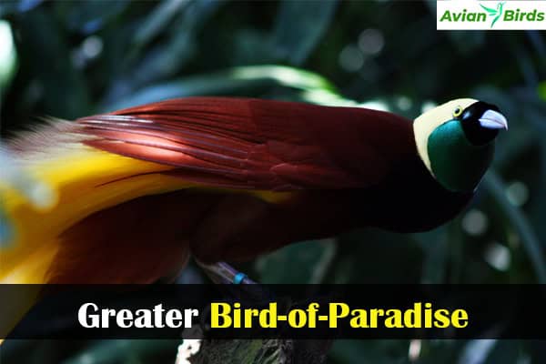 Greater Bird-of-Paradise