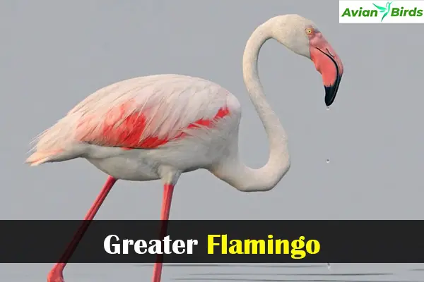 Greater Flamingo