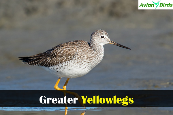 Greater Yellowlegs