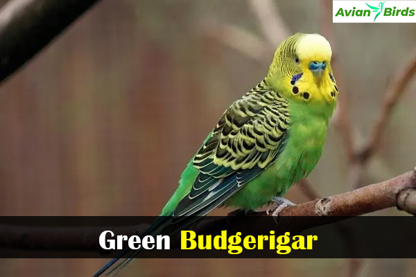 Green Budgerigar