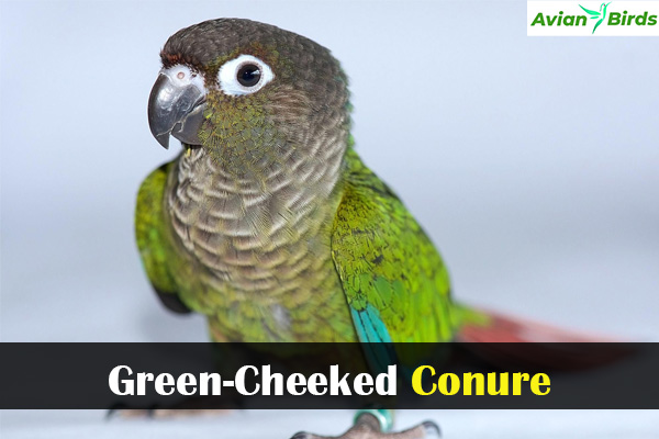 Green-Cheeked Conure