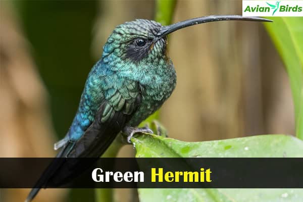 Green Hermit