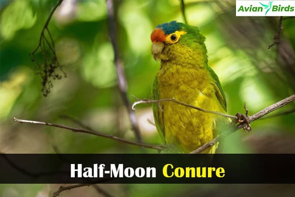 6 Types of Conures (With Stunning Pictures)