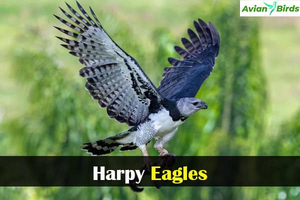 Harpy Eagles