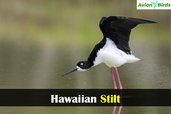 Hawaiian Stilt