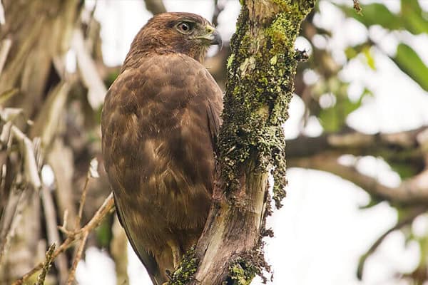 Hawks in Hawaii