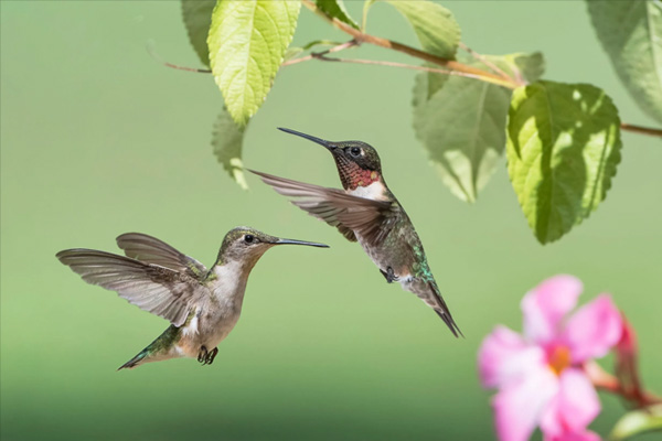 Hummingbirds in Wisconsin