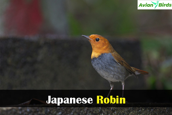 Japanese Robin