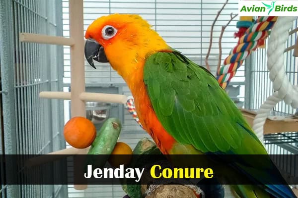 Jenday Conure