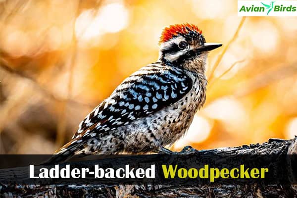 Ladder-backed Woodpecker