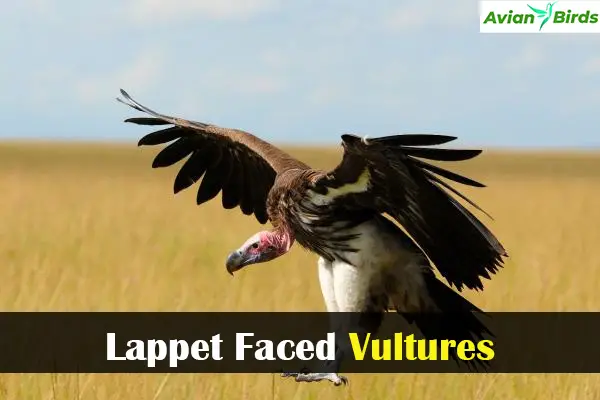 Lappet Faced Vultures