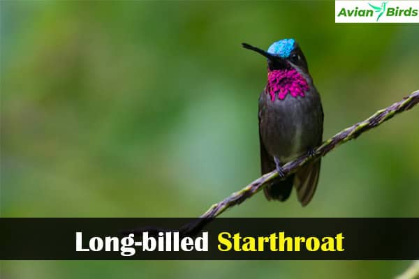 Long-billed Starthroat