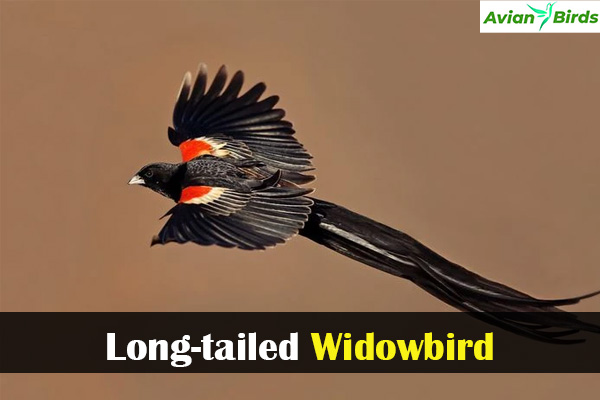 Long-tailed Widowbird